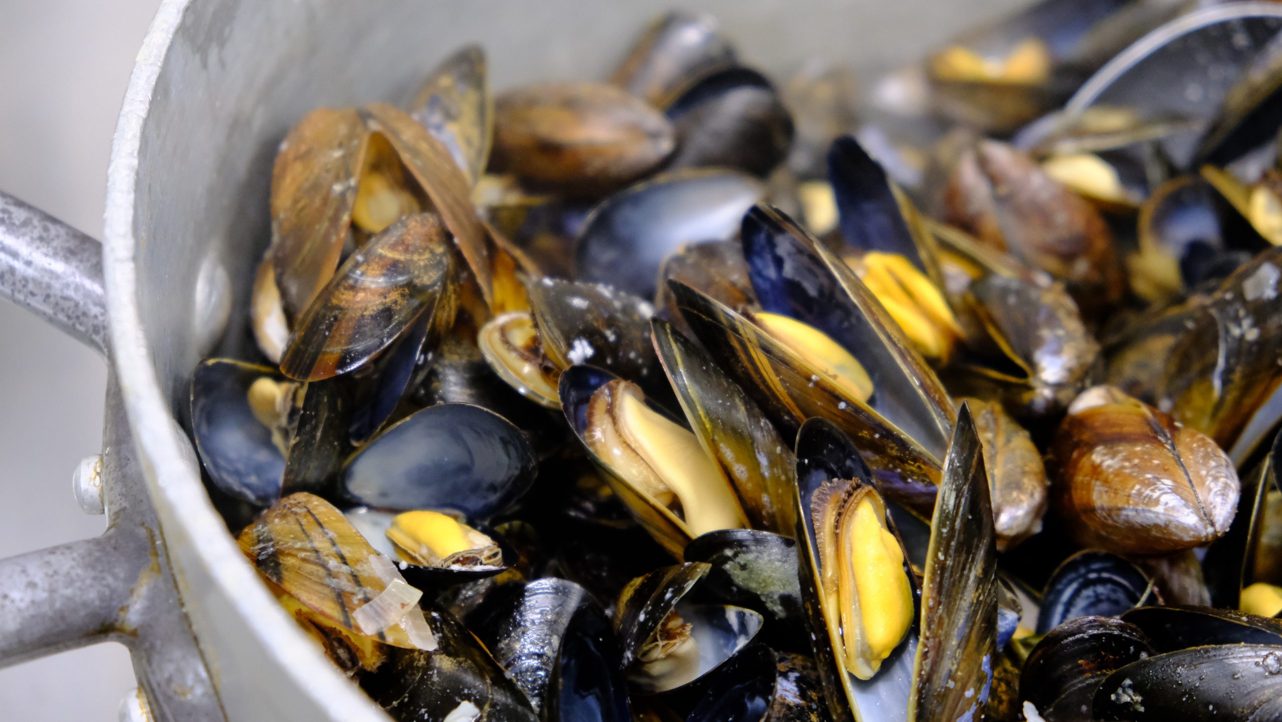 Les Viviers de l'Océan Esnandes - Moules